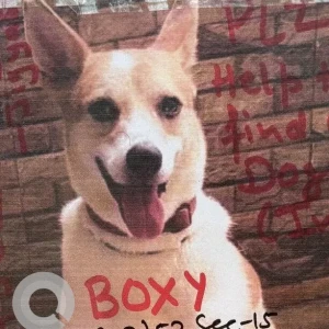 A White-Brown Mix Indie Dog Missing from G-2 / 52 Sector-15, Rohini