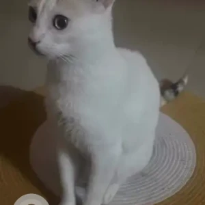 A White Indie Cat Missing from Bengaluru-3