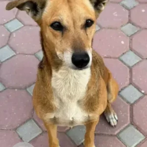 A Light Brown indie mix Dog Found from Maliha Road, Industrial Area 18