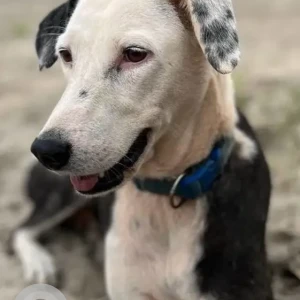 A Black and White Indie Dog Missing from Arambol