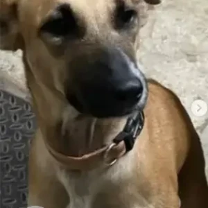 A White-Brown Mix Indie Dog Missing from JP Nagar 5th Phase