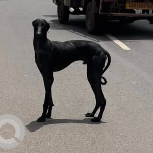 A Black Mudhol Hound Dog Found from Sateri Nagar Colony