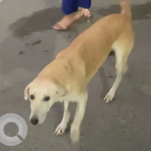 A White-Brown Mix Indie Dog Missing from ATS One hamlet, Sector 104