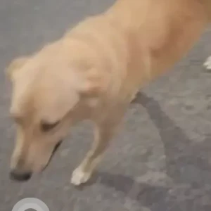 A Brown Indie Dog Found from IIT Delhi