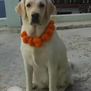 A Light Brown Labrador Dog Missing from Pokhara Birauta