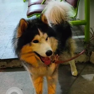A Black and White Husky Dog Found from Jeevanbhima nagar-2