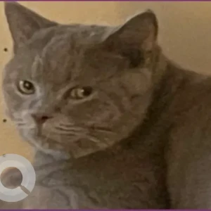 A Grey scottish fold Cat Missing from 24-34 - 24 Al Zahi St - Al Shamkhah