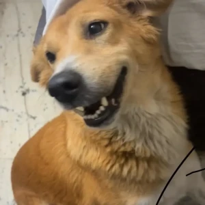 A White-Brown Mix Indie Dog Missing from Pariyavaran Complex, Saidulajab Saket