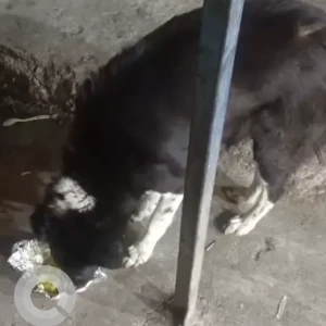 A Black and White Indie Dog Found from LP BLOCK Pitampura