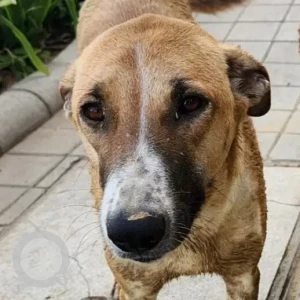 A White-Brown Mix Indie Dog Missing from Gurugram-2