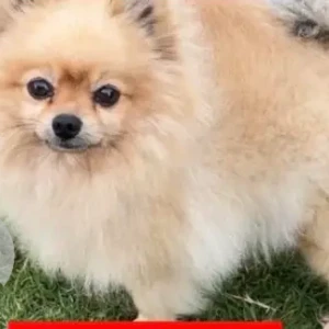 A Light Brown Pomeranian Dog Missing from Al Barsha 3