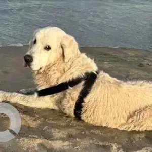 A White Golden Retriever Dog Missing from Banashankari 6th stage