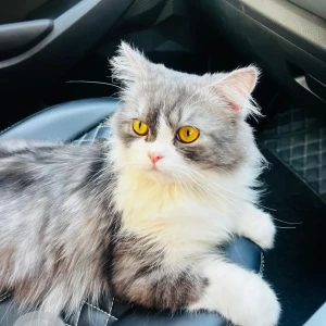 A Grey-White Mix Persian Cat Missing from East Delhi, Aram park