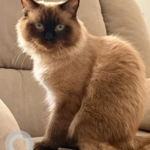 A Light Brown Persian Cat Missing from Springs 10 area-2