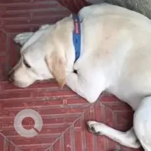 A White Labrador Dog Found from Jayanagar