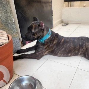 A Black and Brown Indie Dog Found from Warje, Pune
