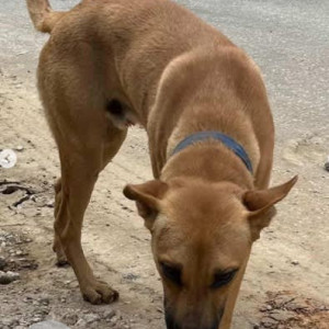 A Brown Indie Dog Found from Murphy Town, Bengaluru-2
