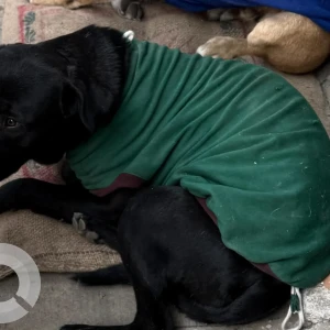 A Black Indie Dog Missing from Palam Vihar, Sector 23A-2