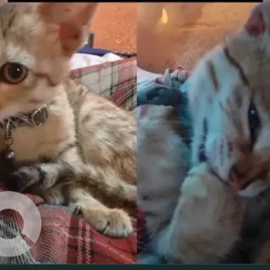 A White-Brown Mix Domestic Shorthair Cat Found from Opp Dasarath Stadium, Tripureshwor-2