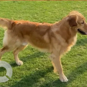 A Light Brown Golden Retriever Dog Missing from ruwayya 3