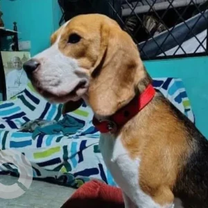 A White-Brown Mix Beagle Dog Missing from Monginis shop, Parra