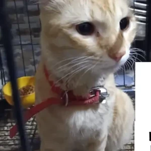 A Light Brown Ginger Cat Found from Jayaram nagar, Mettukupam