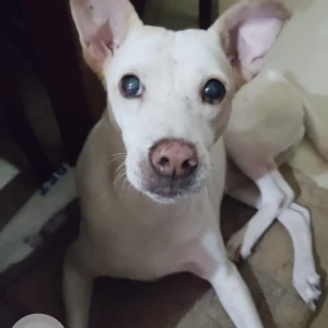 A White Indie Dog Missing from Ballygunge, Kolkata