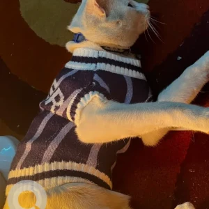 A White Domestic Shorthair Cat Missing from Balkot-2