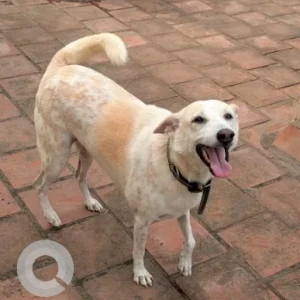 A White-Brown Mix Indie Dog Missing from Nanmangallam