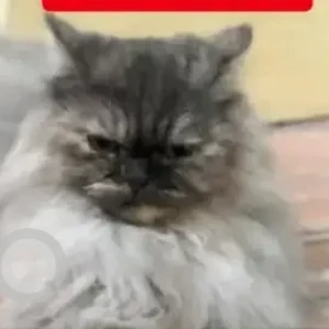 A Grey-White Mix Persian Cat Missing from Virat Nagar, Bommanhalli