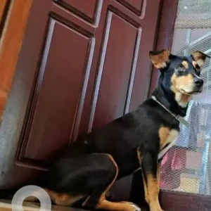 A Black and Brown Australian Kelpie Dog Missing from Ward no 25-2