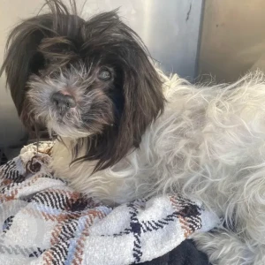 A Black and White Shih Tzu Dog Found from Blue Hill Ave in Mattapan