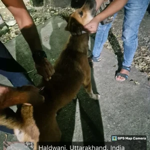 Rabies vaccination-96