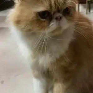 A White-Brown Mix Persian Cat Missing from Mansarovar Raja, Valasaravakkam-2