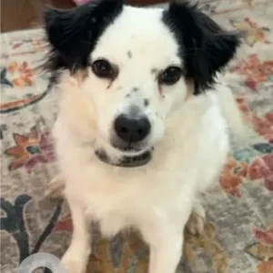 A White Mini Aussie/Chi Mix Dog Missing from Near Newcomb Farms