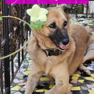 A Black and Brown German Shepherd Dog Missing from Charrasta, Anjuna