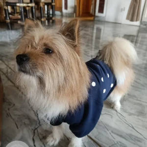 A Golden Lhasa Apso cross Dog Missing from Sonapur