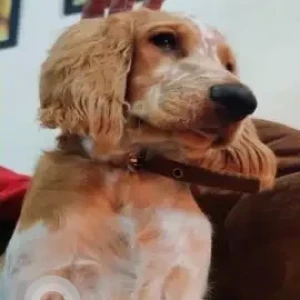 A White-Brown Mix Welsh Springer Spaniel Breed Dog Missing from Bidaraguppe, Bengaluru