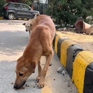 A Brown Indie Dog Found from Huda City Centre