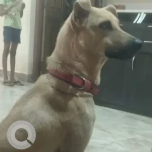 A Brown Indie Dog Missing from Surat
