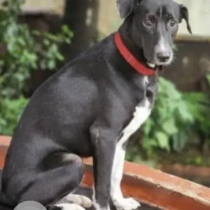 A Black and White Indie Dog Missing from Siolim