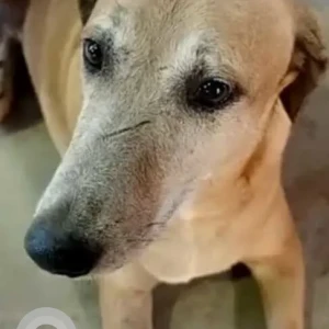 A White Indie Dog Missing from NIL Block, Malviya Nagar, Delhi