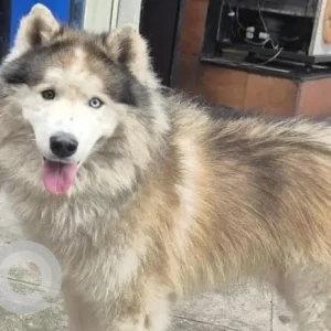 A White and Grey Husky Dog Found from Hanumantha Nagar