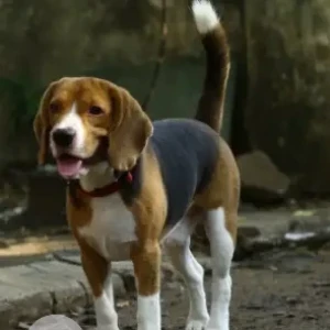 A White-Brown Mix Beagle Dog Missing from Purasawakkam-2