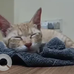 A White-Brown Mix Indie Cat Missing from Nanja Reddy colony, BDA Layout