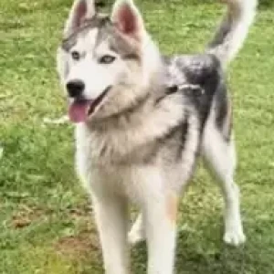 A Grey-White Mix Husky Dog Missing from Hosabyrohalli