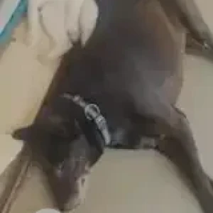 A Black Indie Dog Missing from Sarjapur Road Kaikondarahalli-3