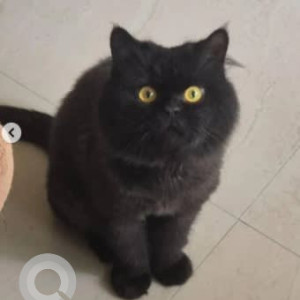 A Black Persian Cat Missing from Bellandur, Bengaluru-2