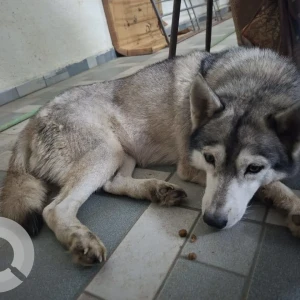 A White and Grey Husky Dog Found from Chikhali Patilnagar