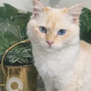 A White Siamese Cat Missing from Springs 4, street 7, villa 25